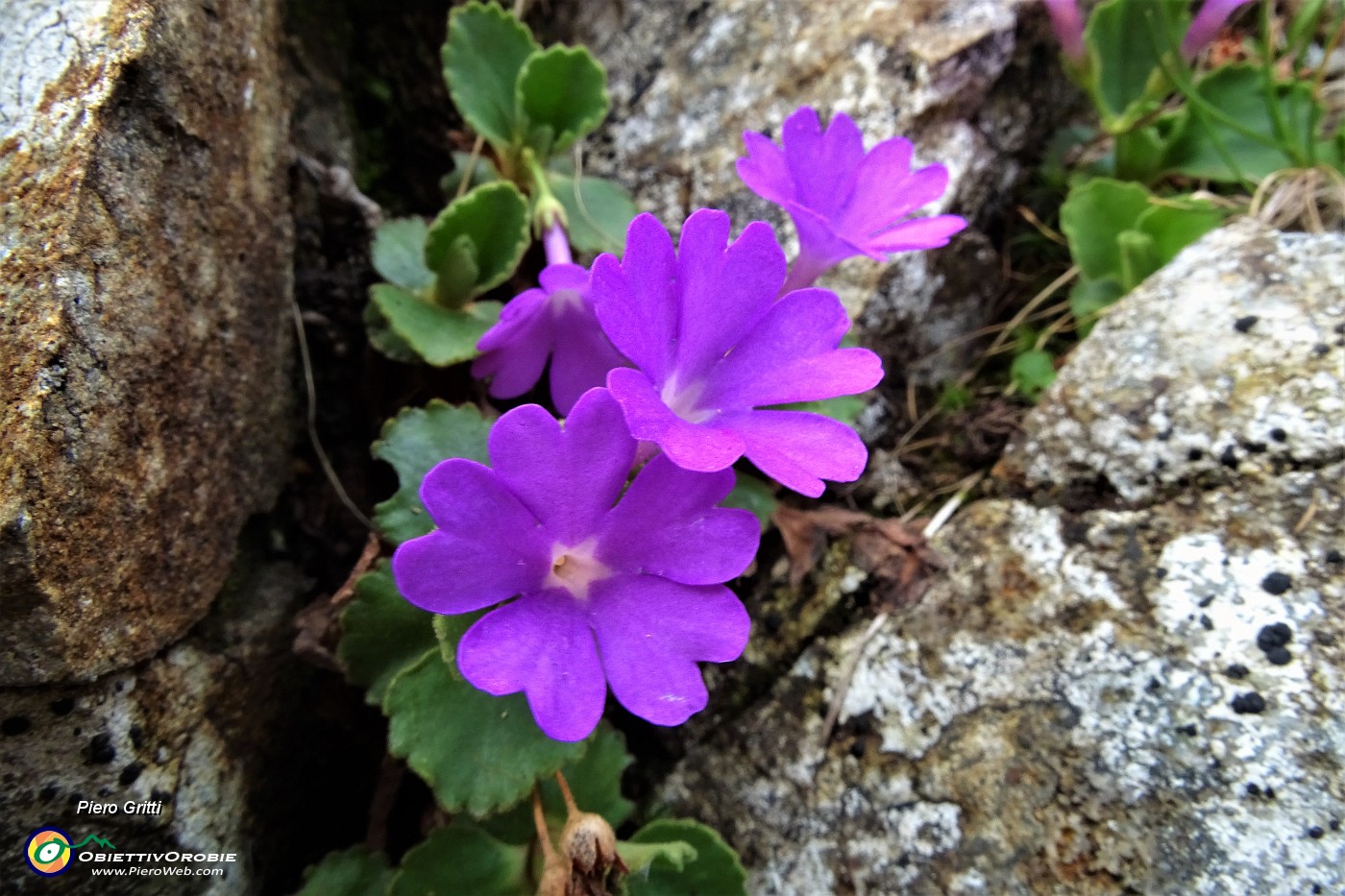 60 Primula irsuta (Primula Hirsuta) alla Bocchetta Triomen.JPG